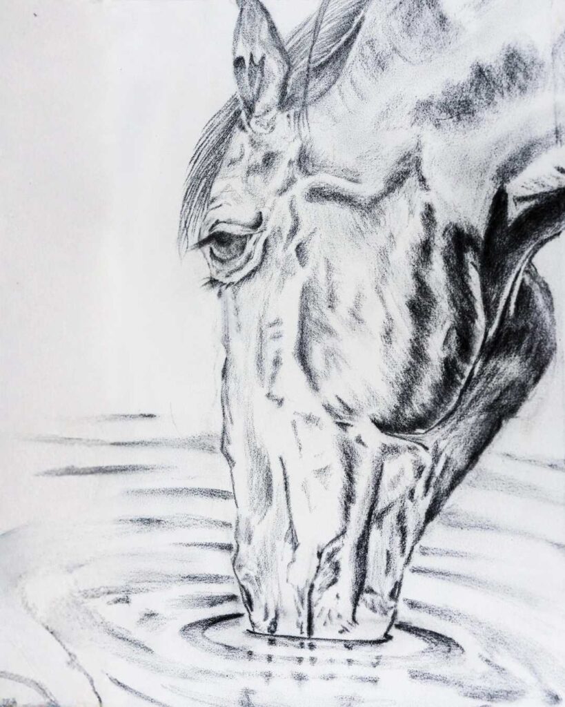 Horse drawings